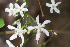 Wrightia tinctoria